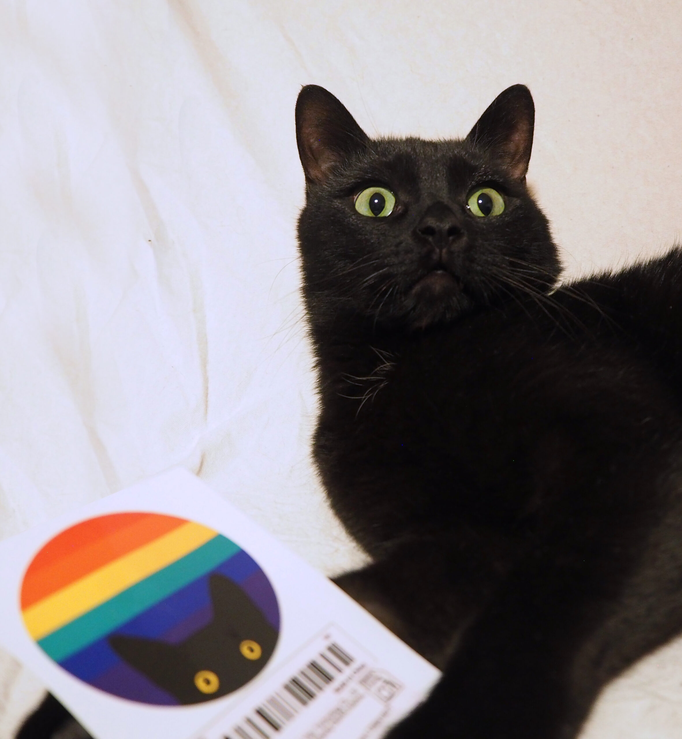 Vinylklistremerke: Bat, The Cat - Bilde 2